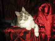 Binky�ka